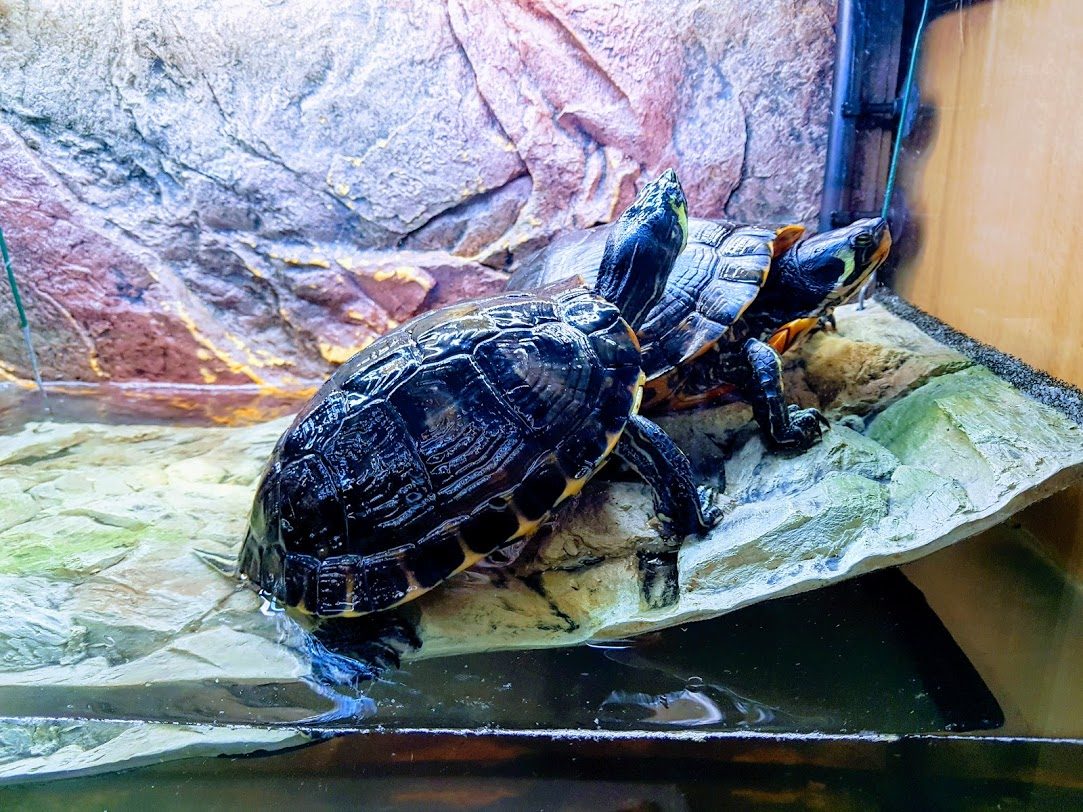 2 waterschildpadden + toebehoren