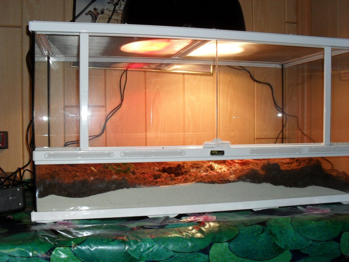 TERRARIUM START