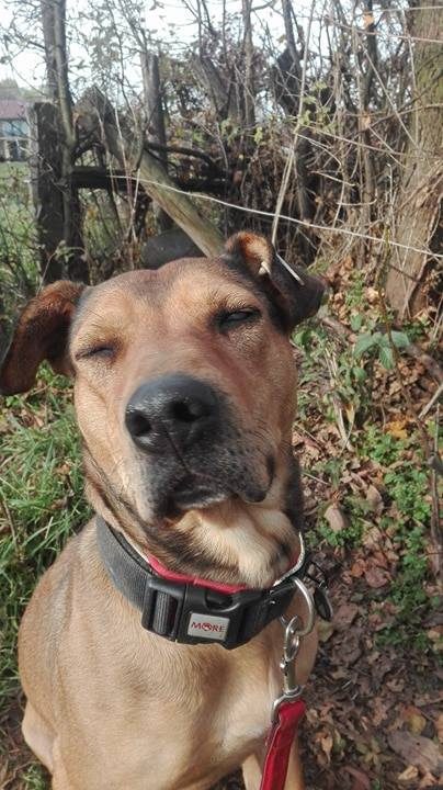 HELP DE DIEREN IN NOOD