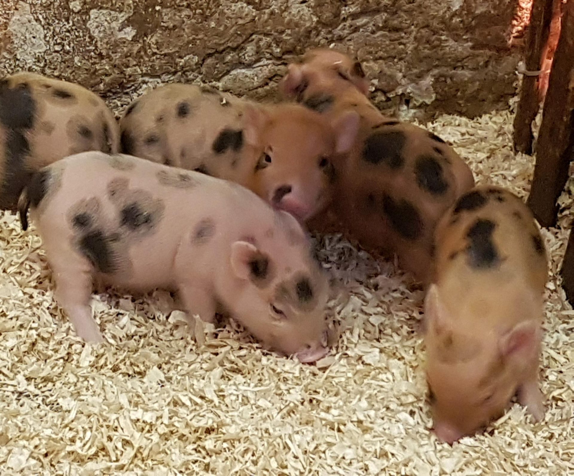 echte micro biggetjes te koop