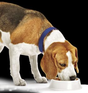 Dierenvoeding online