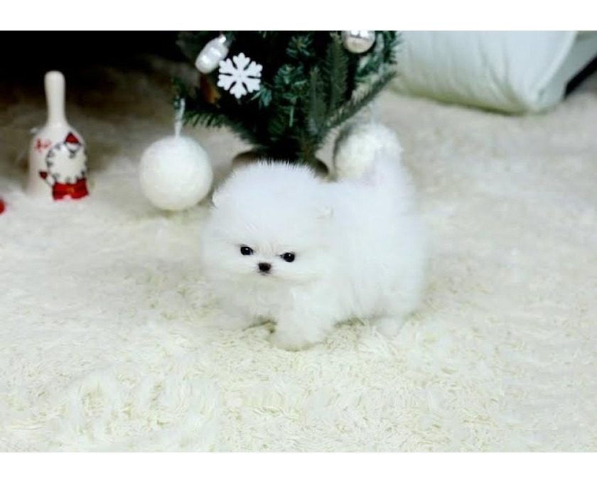 Gezonde mannelijke en vrouwelijke Pommeren puppies