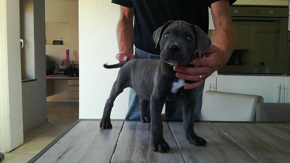 cane corso met stamboom