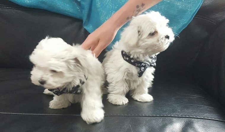 Super schattig theekopje Maltese puppy's