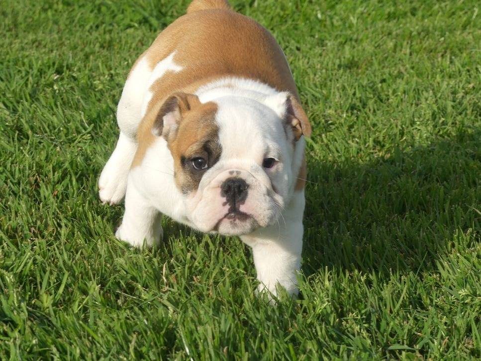 Mooie Engelse Bulldog pups.