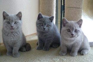 Mooie Britse Korthaar/Scottish Fold Blauw en Lilac kitten tekoop